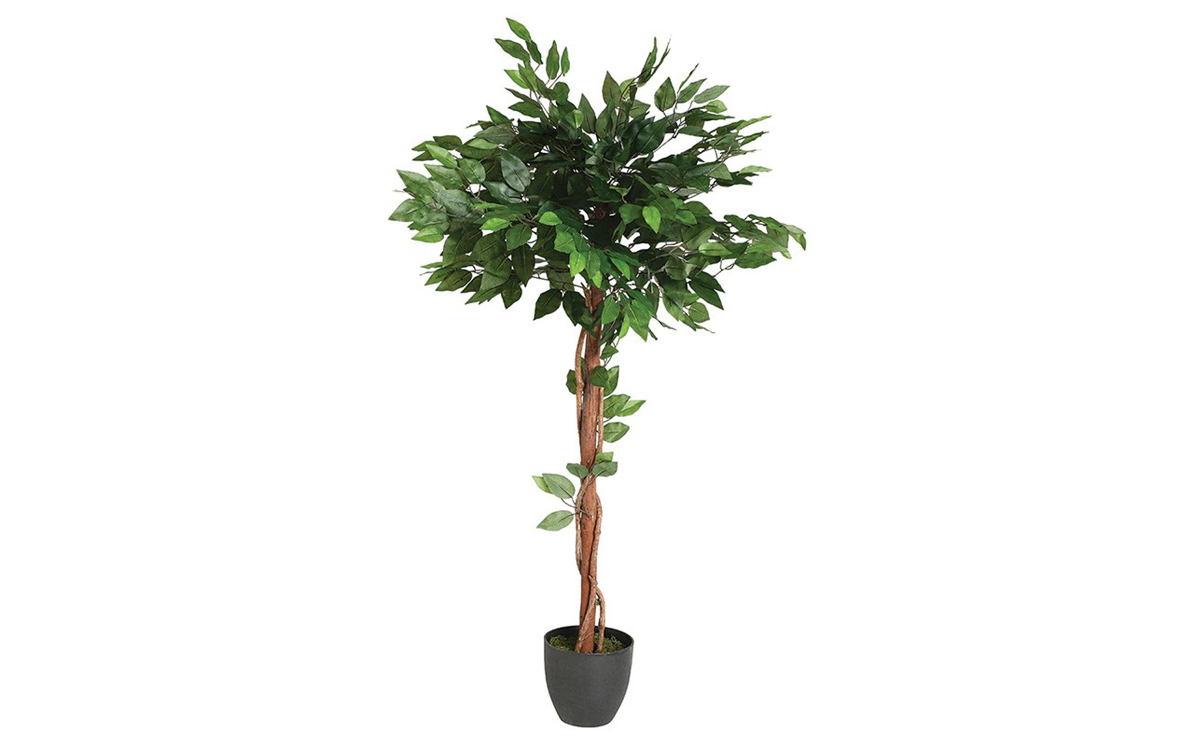 Artificial plant Ficus 130 cm, green + black  1